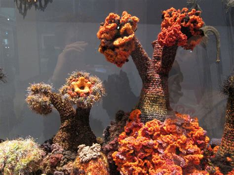 Hyperbolic Crochet Coral Reef Exhibit At The Smithsonian Red Handled