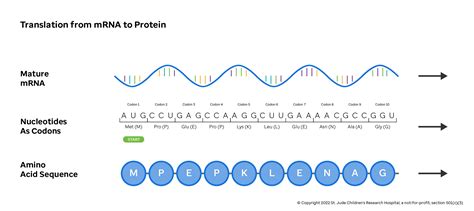 Translation Introduction To Genomics For Engineers