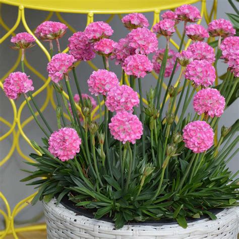 Buy Armeria Dreameria Daydream 1 X 9cm Plant Online Marshalls