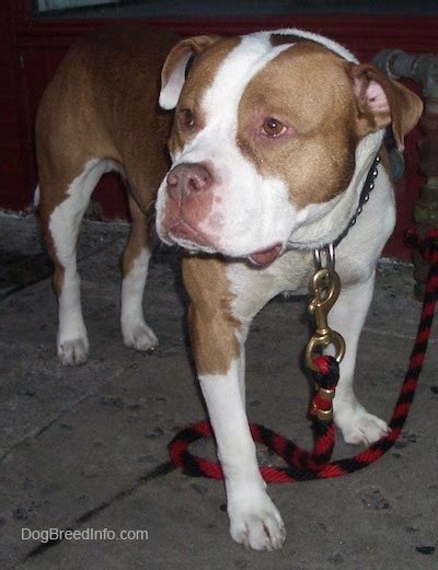 Red Nose Kennels Xl Bully