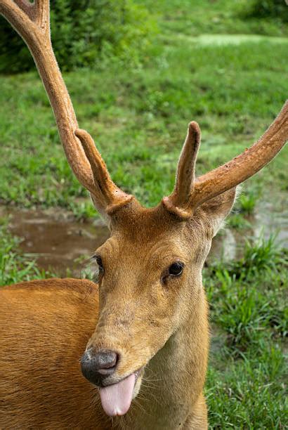 Swamp Deer Stock Photos Pictures And Royalty Free Images Istock