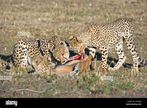 Female Cheetah Acinonyx Jubatus And Her Two Cubs Feeding On A Thomson