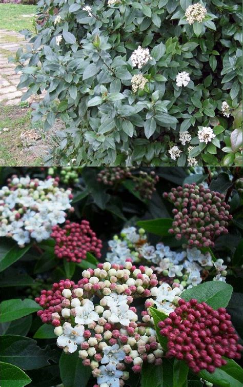 Viburnum Tinus Viorne Tin Laurier Tin Adoxaceae En Haie