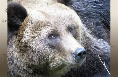 Kodiak Bear - Description, Habitat, Image, Diet, and Interesting Facts