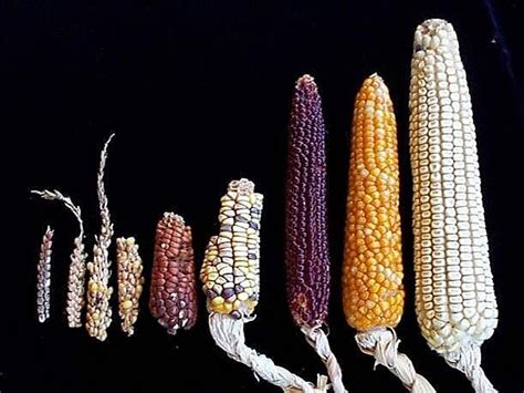 Evolution Of Corn