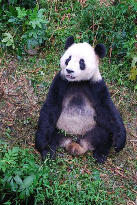 ปกพนโดย Patnida Panda ใน 2 Wolong Nation Nature Reserve Giant Pandas