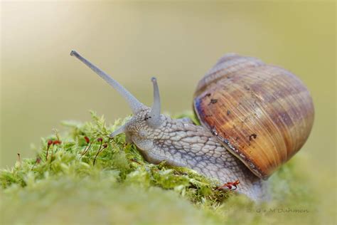 Weinbergschnecke Naturfotografie G M Dahmen Bilder Fotos