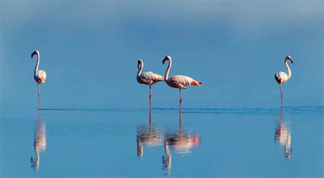 A Journey of Pink: Exploring the Migration of Flamingos