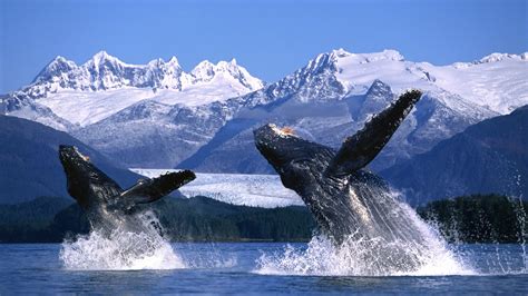 Whales Breaching In Alaska A Stunning Hd Wallpaper Of Nature S Majesty