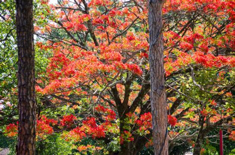 390+ Flame Tree Flower Brazil South America Stock Photos, Pictures & Royalty-Free Images - iStock