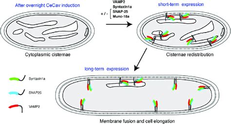 A Model Of Snare Mediated Intracellular Membrane Fusion Leading To