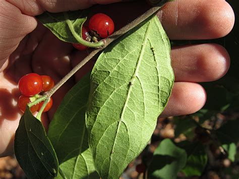 Autumn Olives The Invasive Superberry Northeast Superfoods