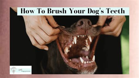 HOW TO BRUSH DOG TEETH A HELPFUL STEP-BY-STEP GUIDE