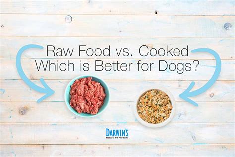 Raw or Cooked Meat for Dogs: A Guide | Darwin's Pet Food