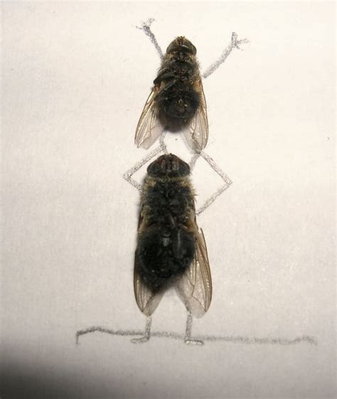 Dead Flies Art (15 pics)