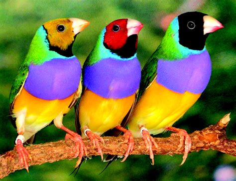 Lady Gouldian Finches | Hot Sex Picture