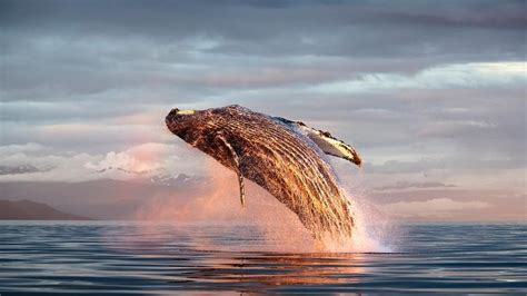 North Pacific Humpback Whale Breaching In Frederick Sound Alaska In