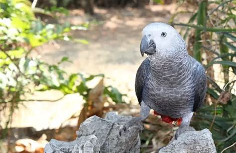 African Grey Parrot - Description, Habitat, Image, Diet, Interesting Facts