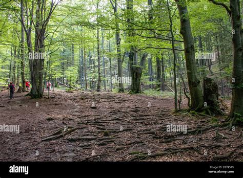 Path Through The Forest In Slovakia Stock Photo Alamy