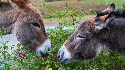 How Do Donkeys Show Affection Understanding Donkey Behavior