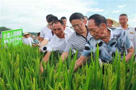 袁隆平：杂交稻与转基因完全无关，采用常规技术来增产澎湃质量观澎湃新闻 The Paper