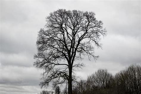 Tree Silhouette No Leaves Stock Photos Images And Backgrounds For Free