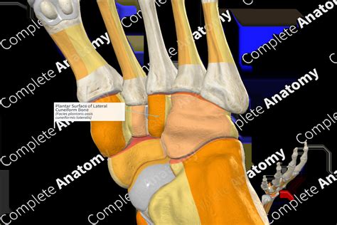 Plantar Surface Of Lateral Cuneiform Bone Complete Anatomy