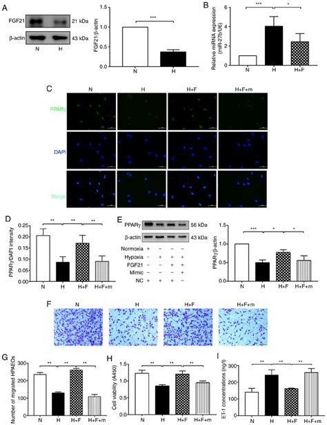 FGF21 Attenuates Hypoxia Induced Dysfunction Of HPAECs Through The