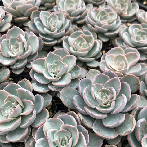 Echeveria Subsessilis Morning Beauty Succulent 2 Pot Little