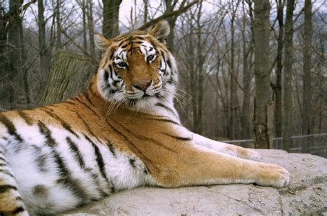 Tatiana the Siberian Tiger Photograph by Marianne Miles