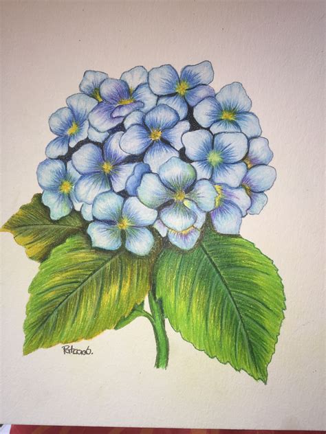 Hortensia Lapiz De Color Watercolor Flower Art Flower Painting