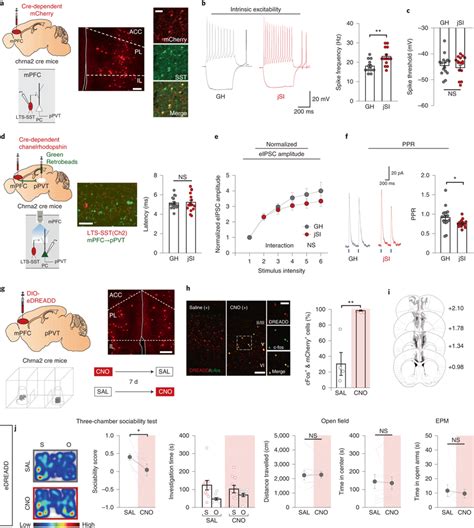 Jsi Leads To Increased Intrinsic Excitability Of Mpfc Lts Sst