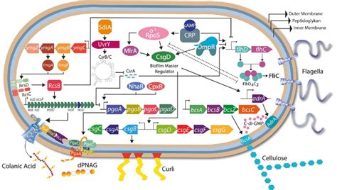 Key Genes And Their Products Involved In The Regulation Of Biofilm