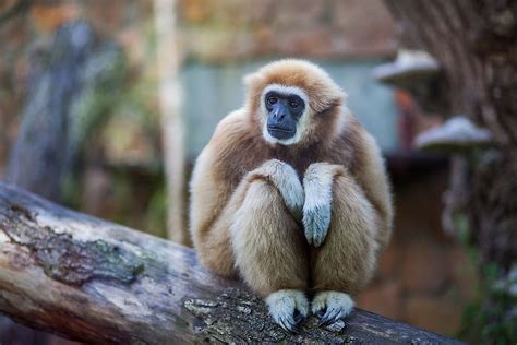 Animal Names That Start With G Worldatlas