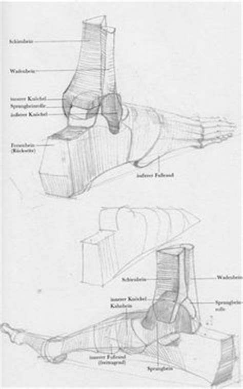 Idee Su Disegni Anatomici Anatomia Disegno Di Anatomia Disegni