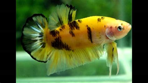 Yellow Koi Betta Yellow Galaxy Koi Halfmoon Female Lilibettas Koifishshop