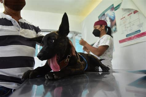 INICIA CAMPAÑA DE ESTERILIZACIÓN GRATUITA PARA PERROS Y GATOS EN