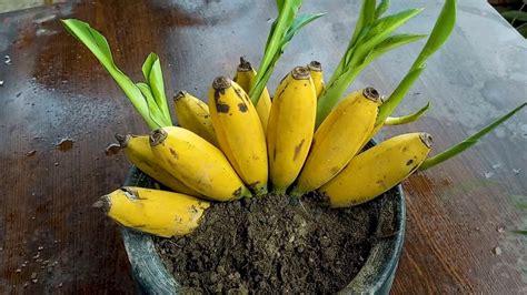 Growing Banana Plants In Pots Artofit