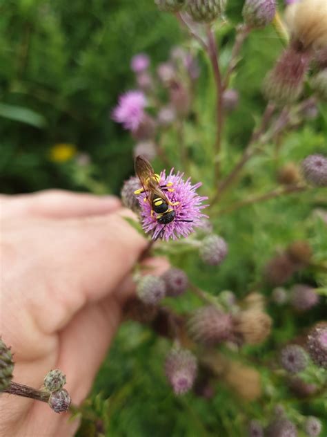 European Beewolf From Rye Harbour On 01 July 2023 At 02 16 PM By