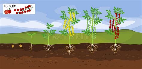 Paesaggio Con Ciclo Di Vita Della Pianta Di Pomodoro Illustrazione