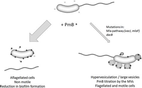 Frontiers Experimental Evolution Of Vibrio Cholerae Identifies