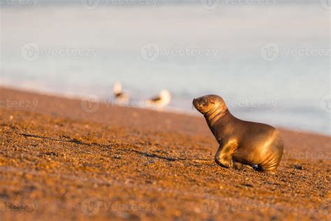 baby newborn sea lion on the beach in Patagonia 20338960 Stock Photo at Vecteezy