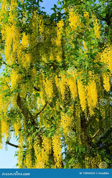 Close Up Of Yellow Flowers On Acacia Tree Stock Image Image Of Garden