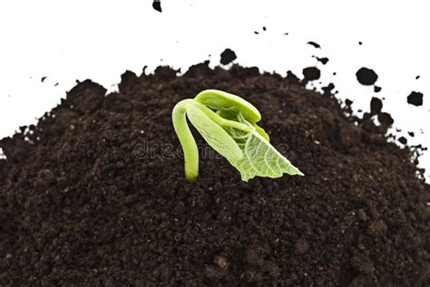 детеныши ростка почвы фасоли растущие Стоковое Изображение ...