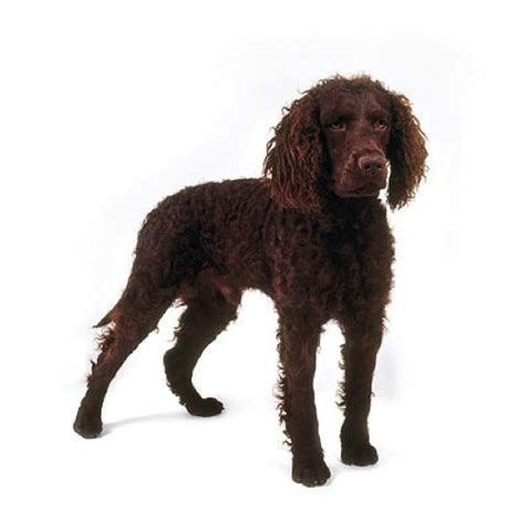 American Water Spaniel Puppies - Petland Carriage Place