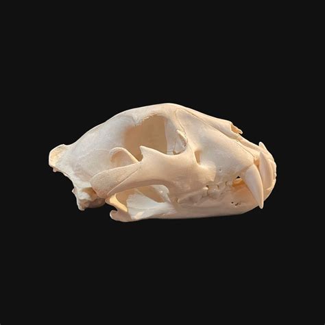 Jaguar Skull Panthera Onca With Full Article 10 Catawiki