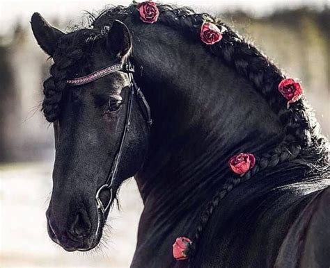 Top 300 Black Horse Names | Pet Press