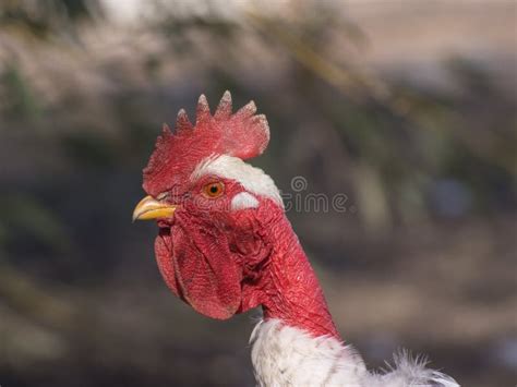 Bald Rooster Stock Photos Free And Royalty Free Stock Photos From