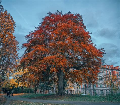 Beautiful Tall Orange Tree In The Park On A Gloomy Autumnal Day Stock