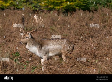 Fallow Deer Stag Dama Dama Stock Photo Alamy